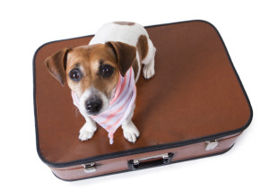 what to pack for your dog's boarding stay